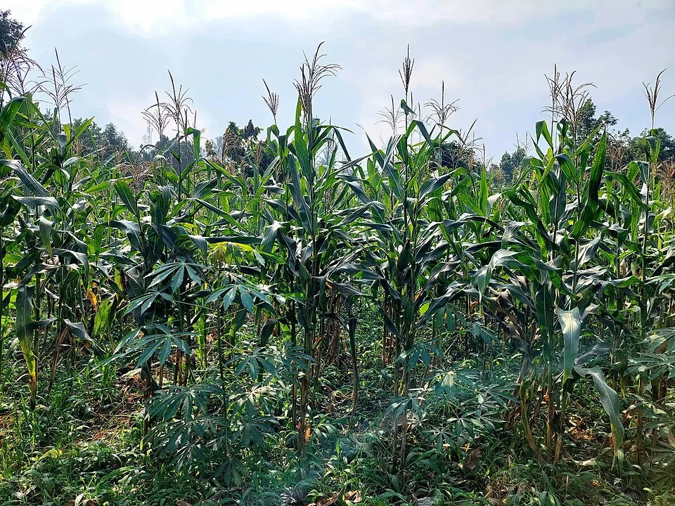 Kebun jagung di Talang, Payakumbuh, Juli 2026