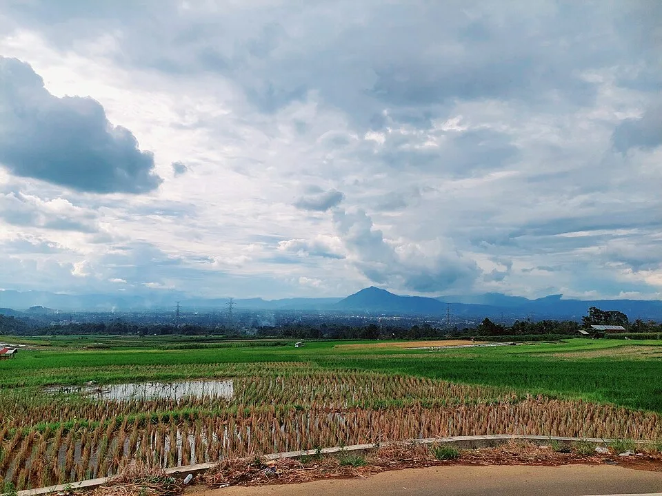 Hamparan sawah Ampangan di Kota Payakumbuh, foto April 2025